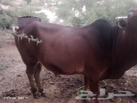 ثور للبيع عمره حوالي سنه وخمسه شهور63233344013185112