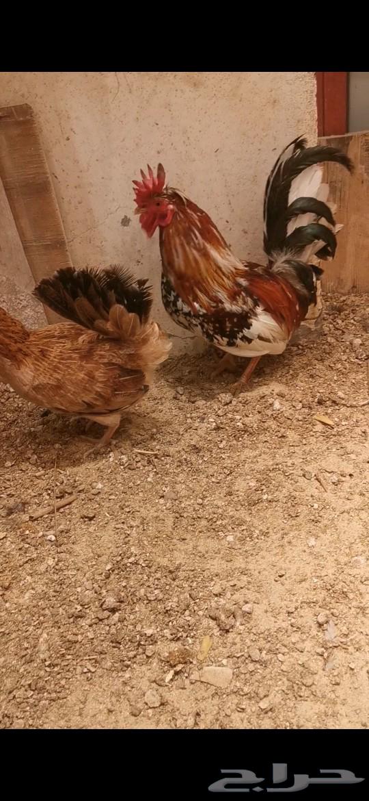 A hen and a rooster inherit her.632348145070101118