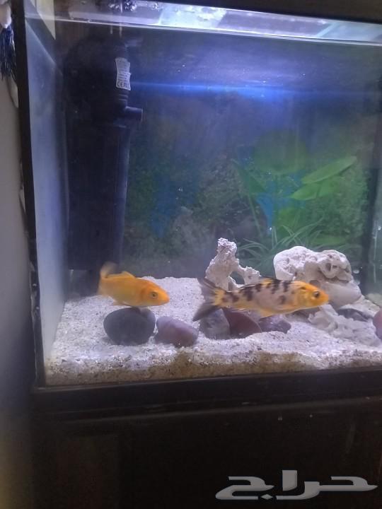 Ornamental fish63234828804481111