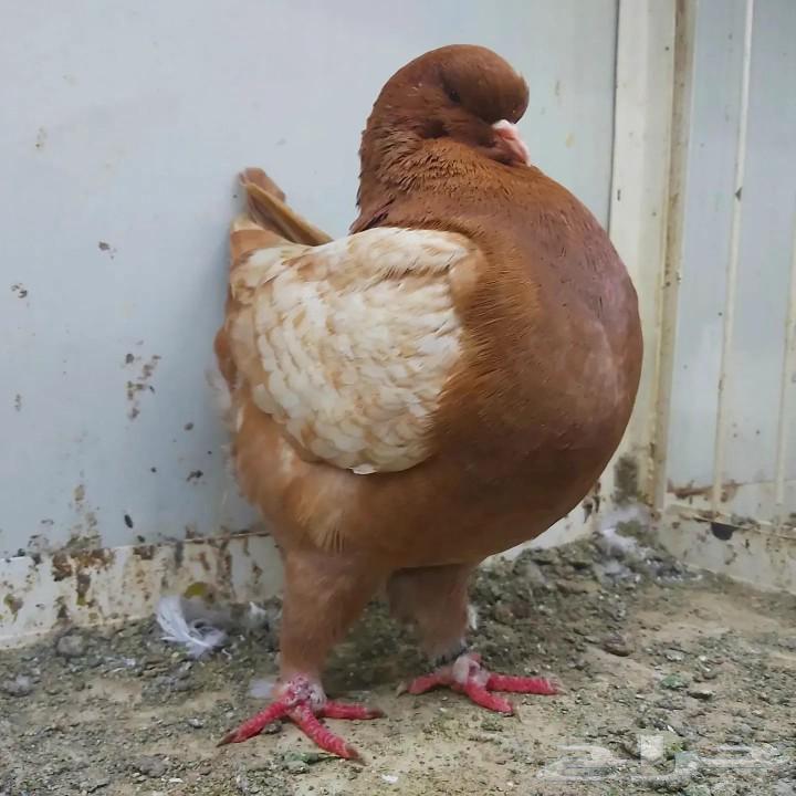 طير مودينا امريكي_ تم البيع63235314927363114
