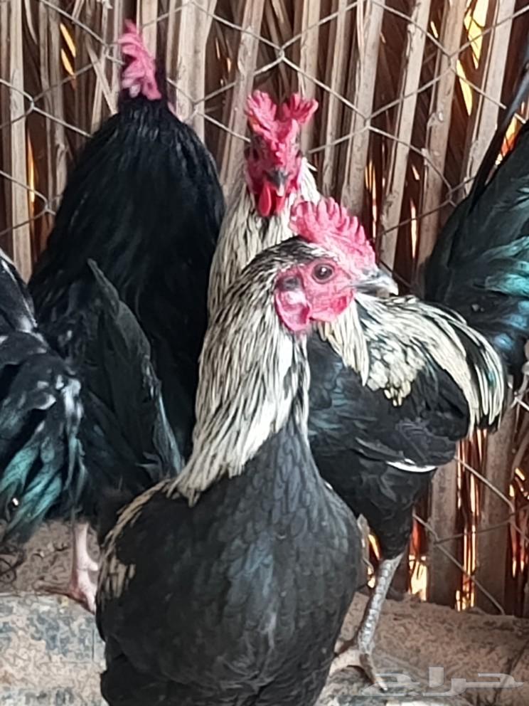 Roosters for sale or for exchange with chickens63233862429313111