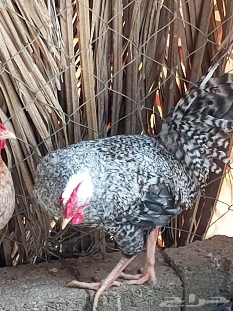 Roosters for sale or for exchange with chickens63233862429313113