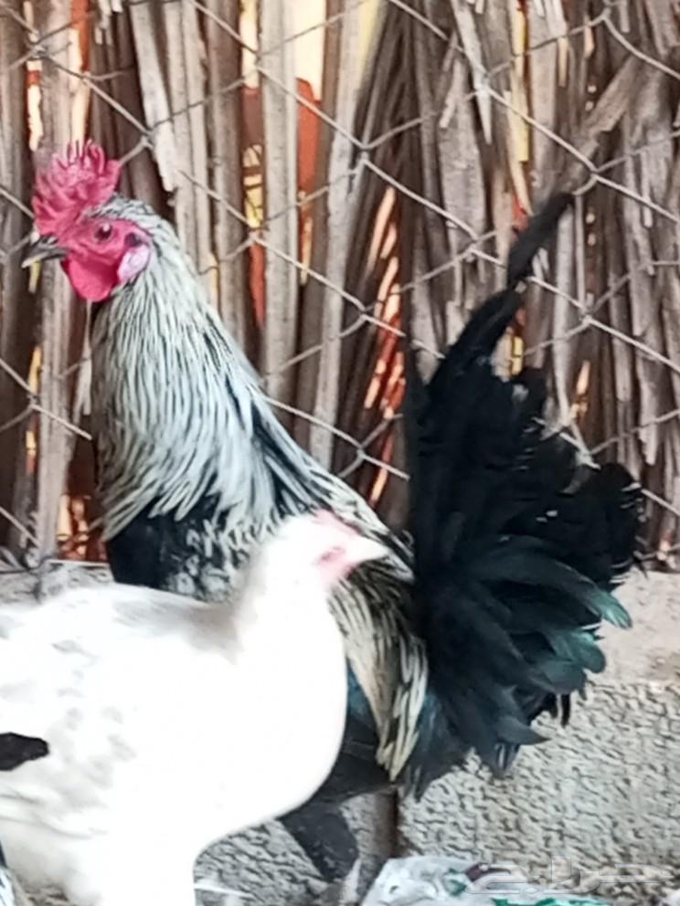 Roosters for sale or for exchange with chickens63233862429313114