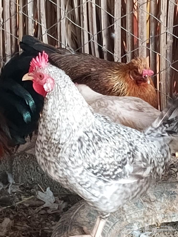 Roosters for sale or for exchange with chickens63233862429313111