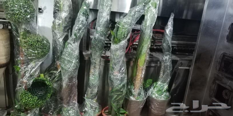 أشجار صناعية فاخرة63532964652930113