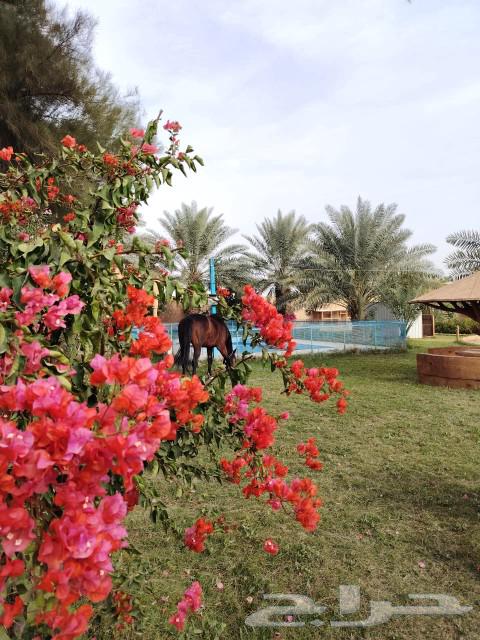 Al-Arak Resort for daily rental63181530008066112