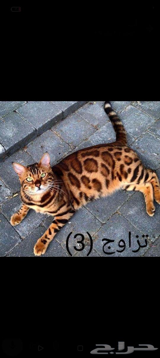 فندقه خمس نجوم لاجازه العيد63021764530818114