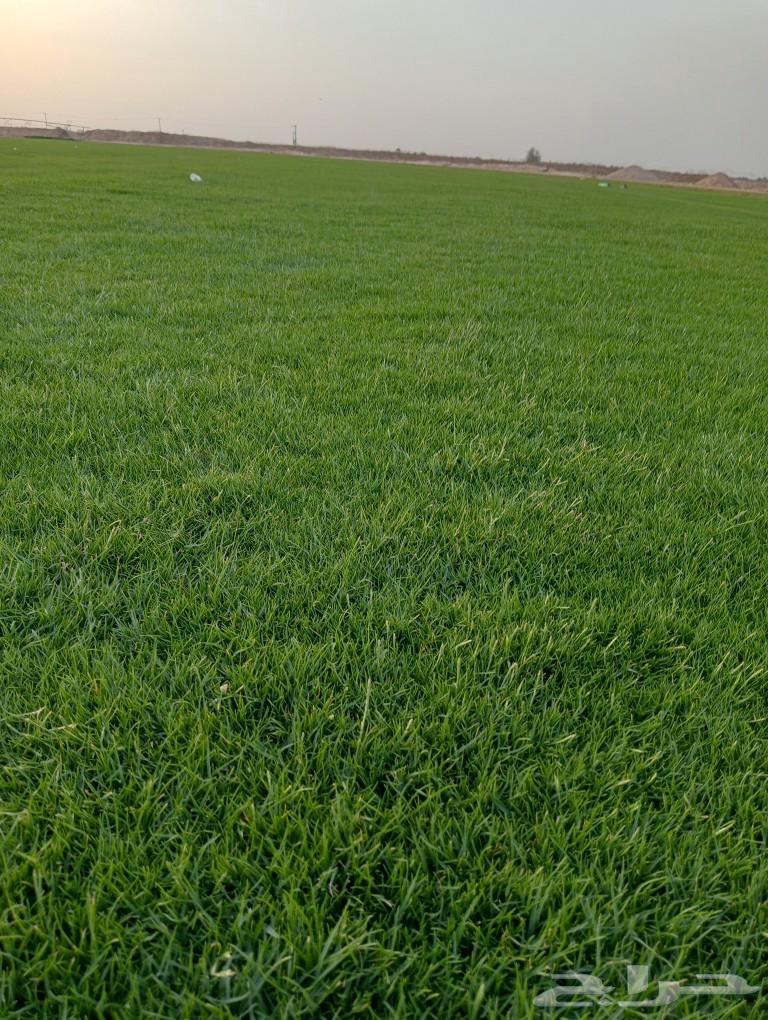 ثيل سئ 2000صافي وطبيعي الموقع الخرج63183961663747114