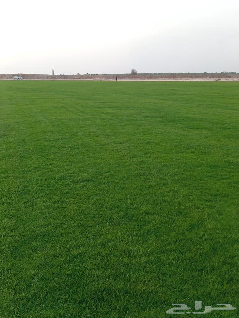 ثيل سئ 2000صافي وطبيعي الموقع الخرج63183961663747113