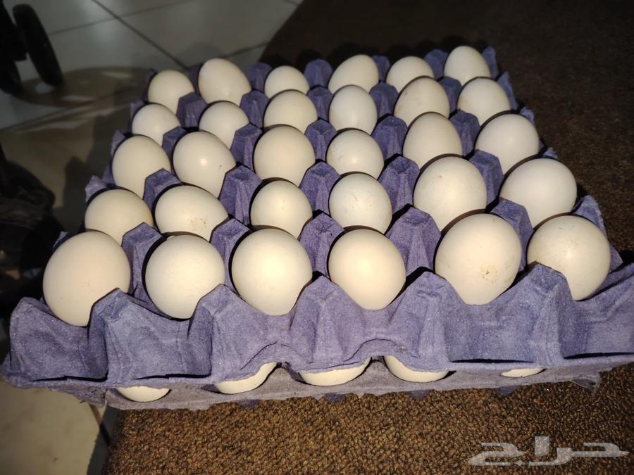 بيض بلدي للييع631617469571871128