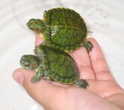 Beautiful light green Singaporean turtles, suitable for home.63162686481283112