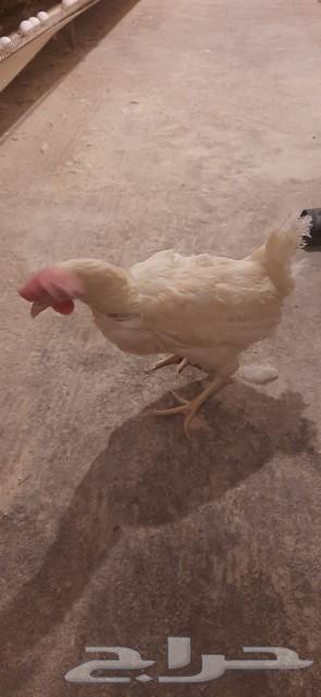 White white chicken631640904550431110