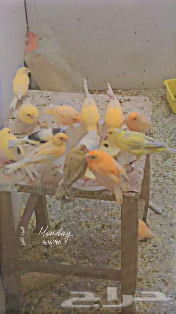 Canary63161730632705111