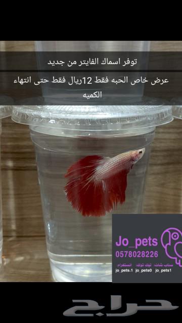 Special offer: Fighter fish food, only 12 riyals63163151820033119