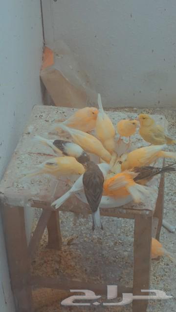 Canary63161730632705113