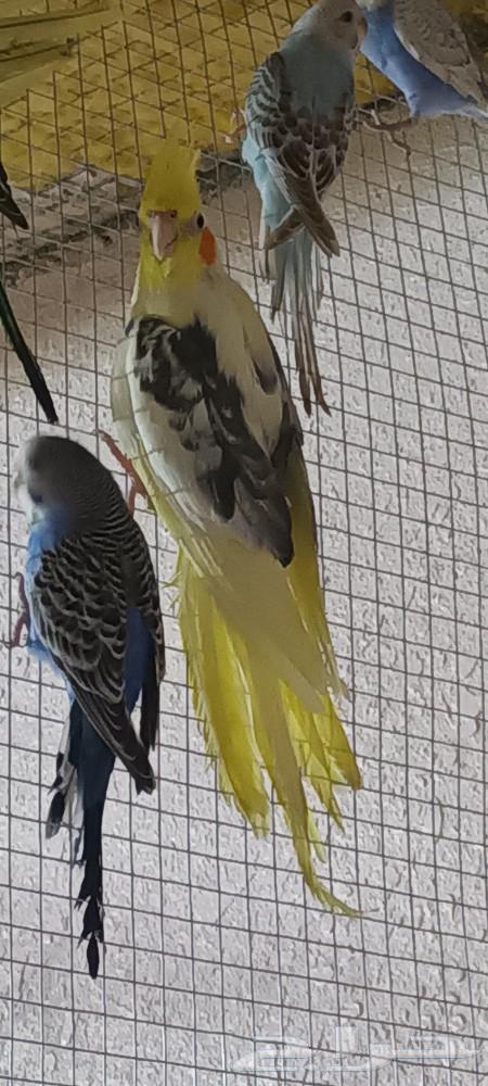 طيور زينة كروان   وبادجي  وروز جملةوفرادي63163128310274112