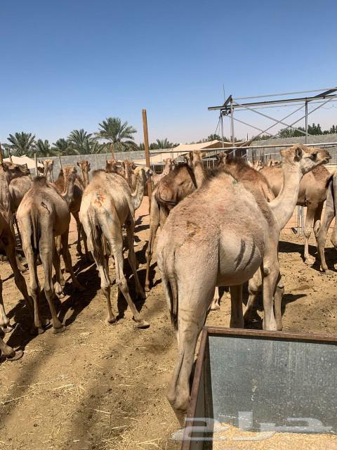 قعدان تربية فاخر63009617026563111