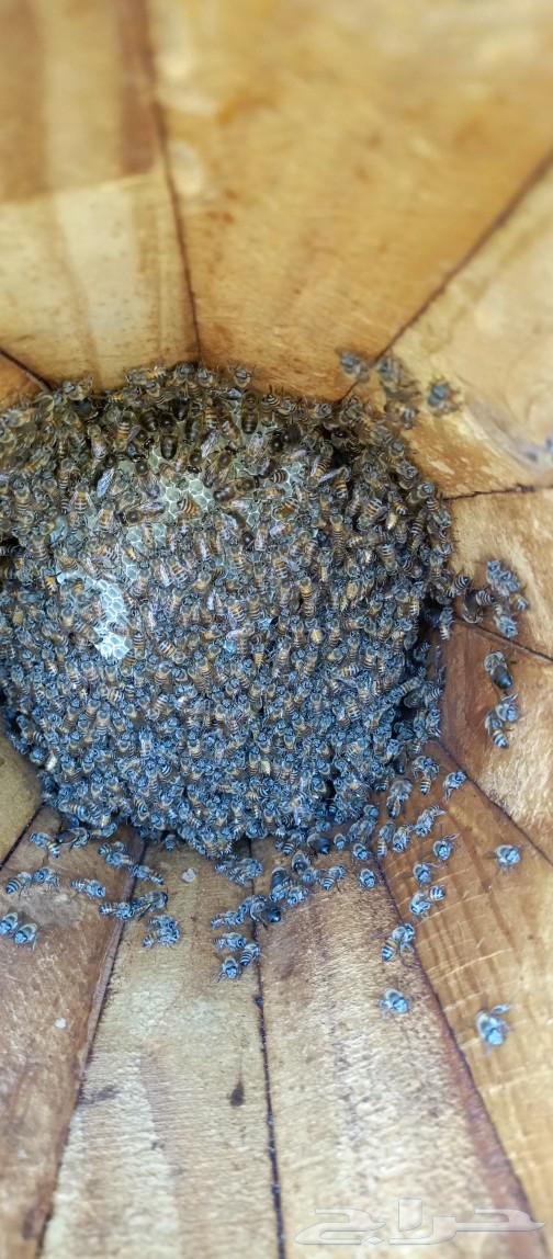 Selling beehives in Sabya, quantity 140 hives63009997858049112