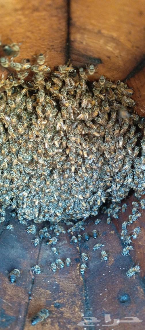 Selling beehives in Sabya, quantity 140 hives63009997858049113