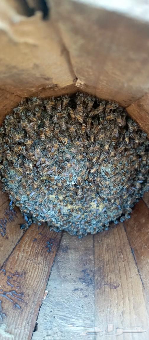Selling beehives in Sabya, quantity 140 hives63009997858049114