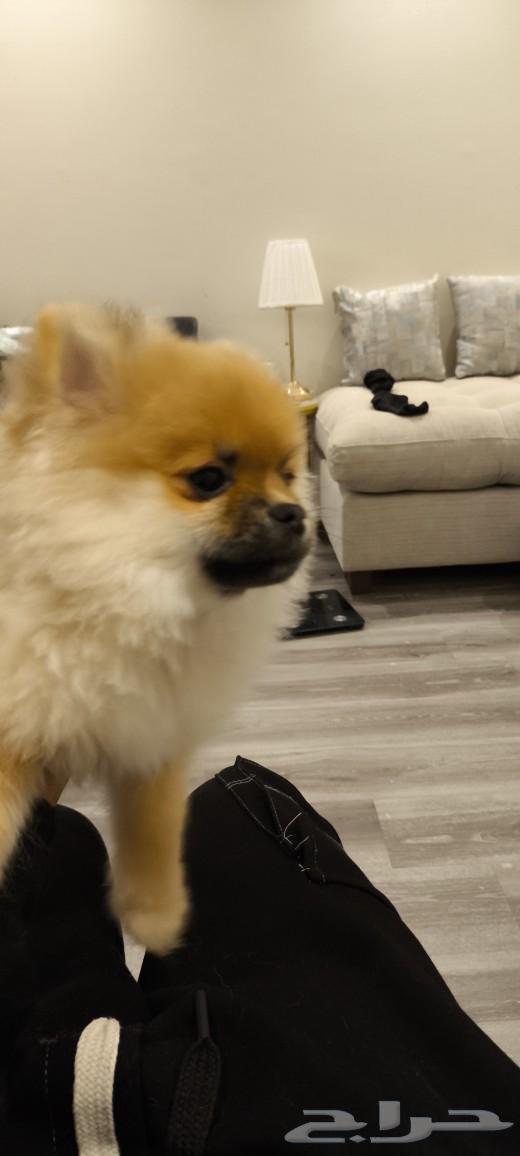 7-month-old female Pomeranian dog, good quality63311807211138111