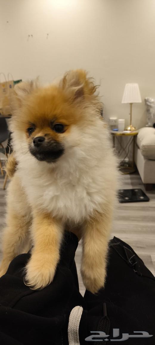 7-month-old female Pomeranian dog, good quality63311807211138112