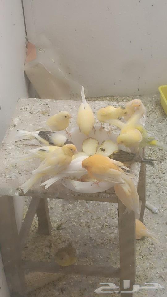 Canary63161730632705112