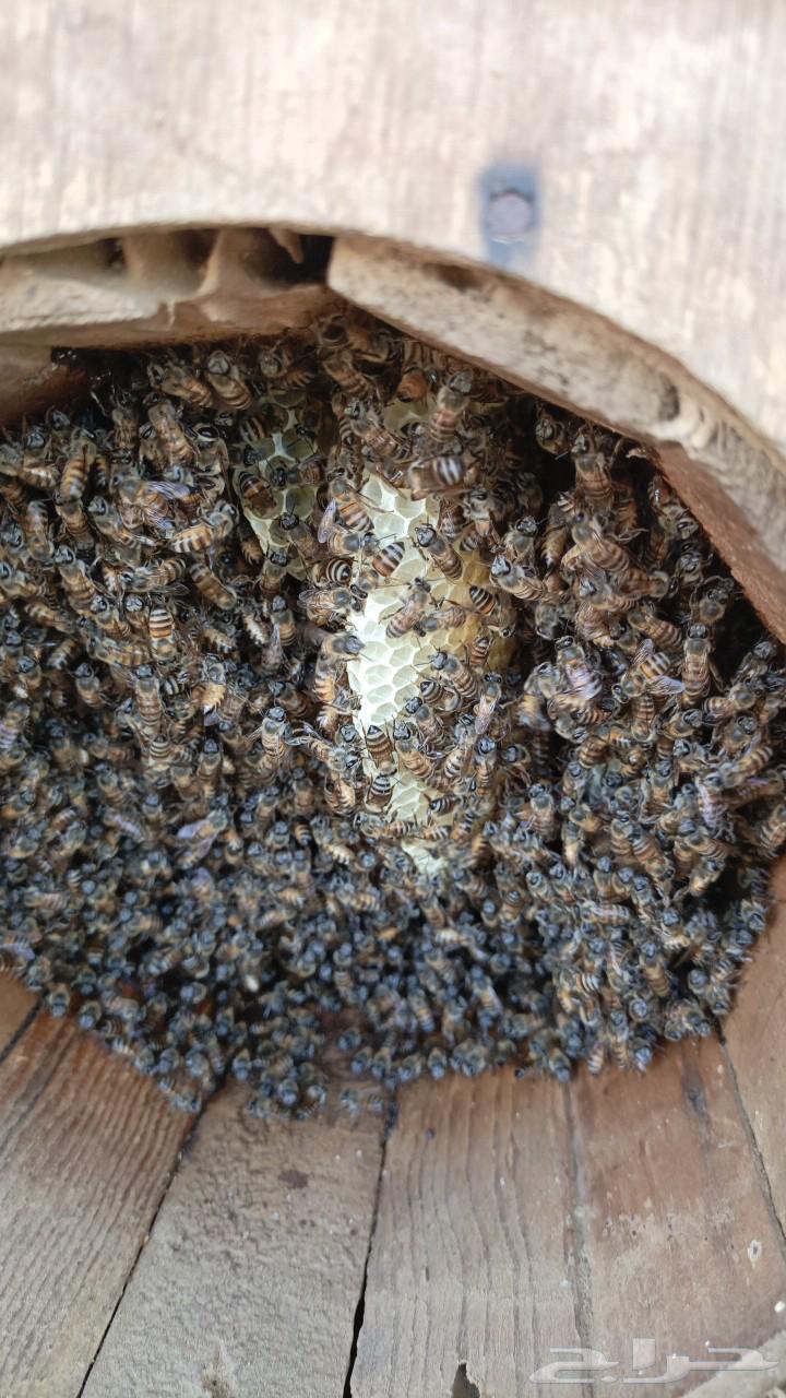 Selling beehives in Sabya, quantity 140 hives630099978580491120