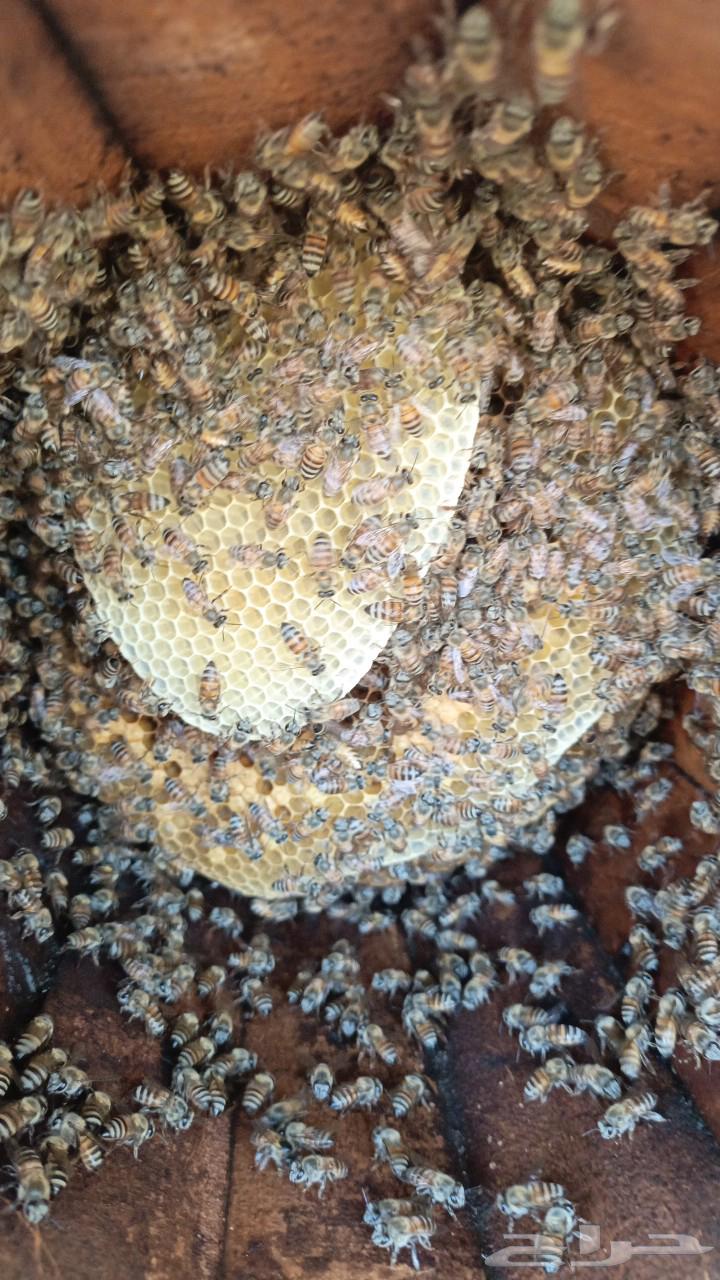 Selling beehives in Sabya, quantity 140 hives63009997858049111