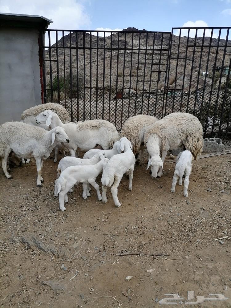 Maraah Ras Al-Tair63162690188674118