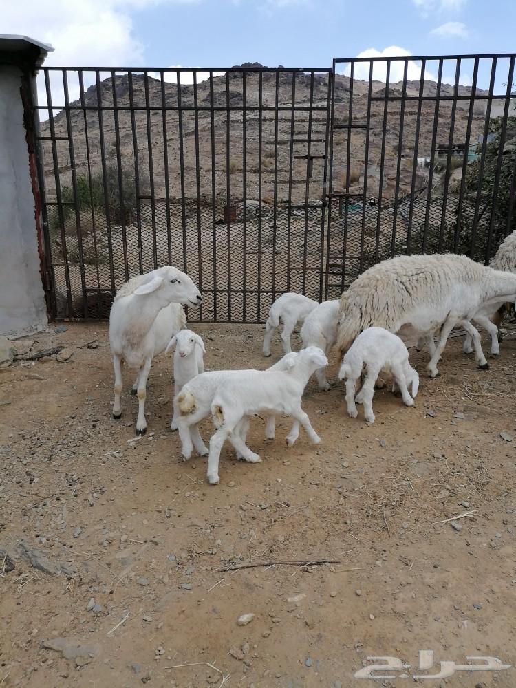 مراح راس الطير63162690188674112