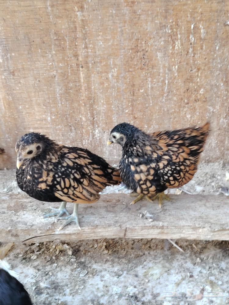 سبرايت طقم. تم البيع63162694404483112