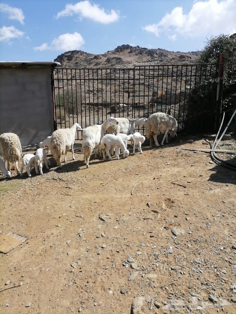 مراح راس الطير63162690188674114