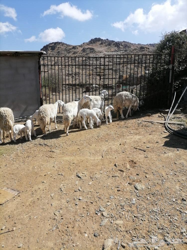 مراح راس الطير63162690188674113