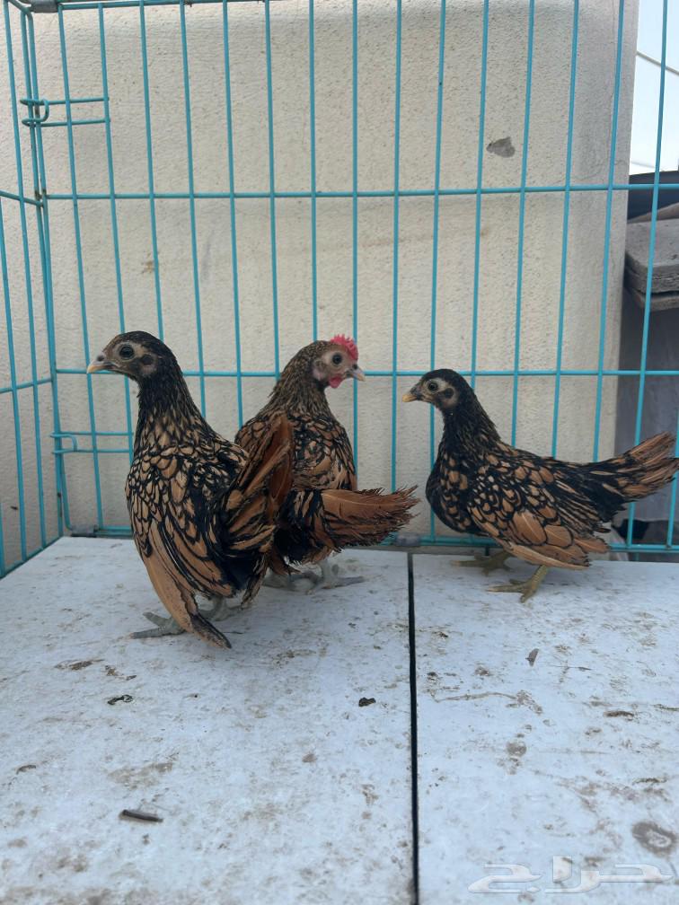 سبرايت طقم. تم البيع63162694404483118