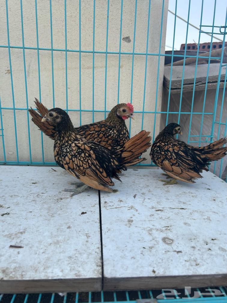 سبرايت طقم. تم البيع63162694404483111