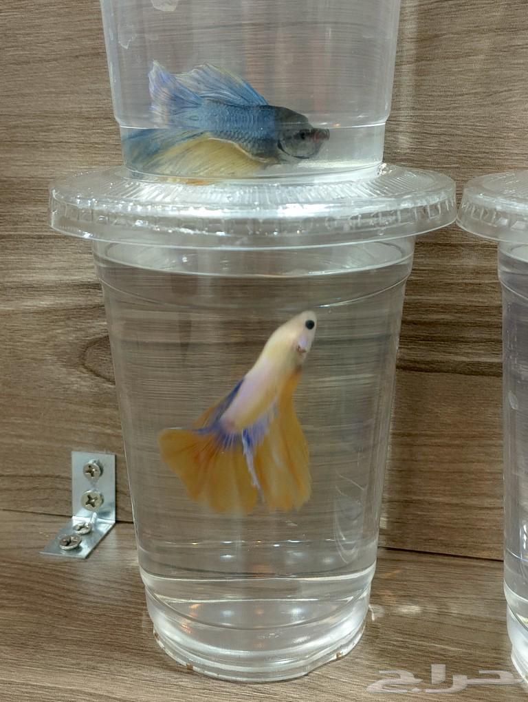 Special offer: Fighter fish food, only 12 riyals63163151820033111