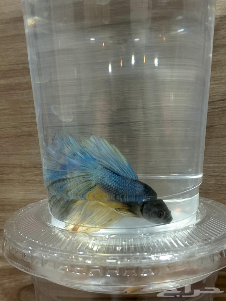 Special offer: Fighter fish food, only 12 riyals63163151820033112