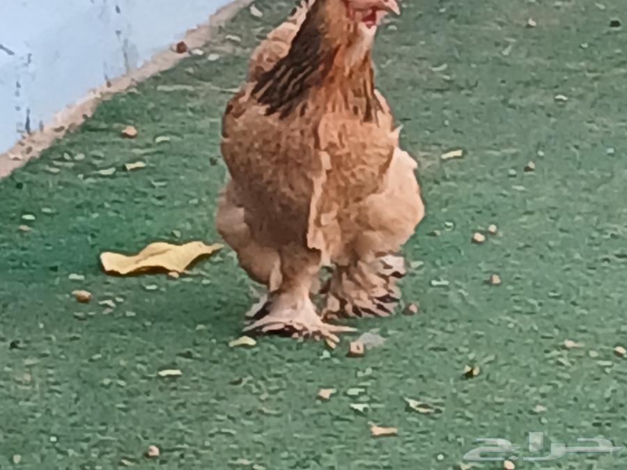 Brahma chicken eggs for sale, dish for 13063259951382531113