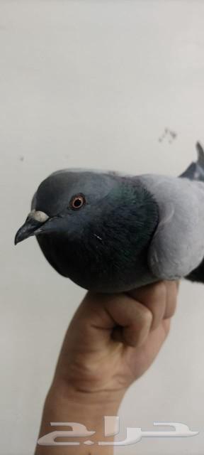 حمام للبيع63161763600257111