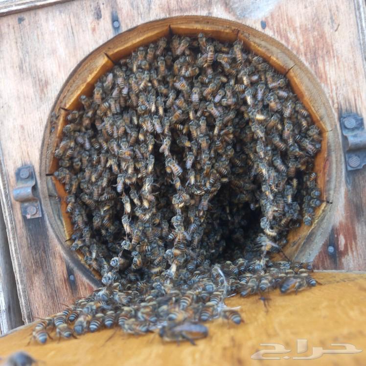 There is honeybee for sale, local healthy bees free from bee diseases in Dos Al Noomah.63161294379779111