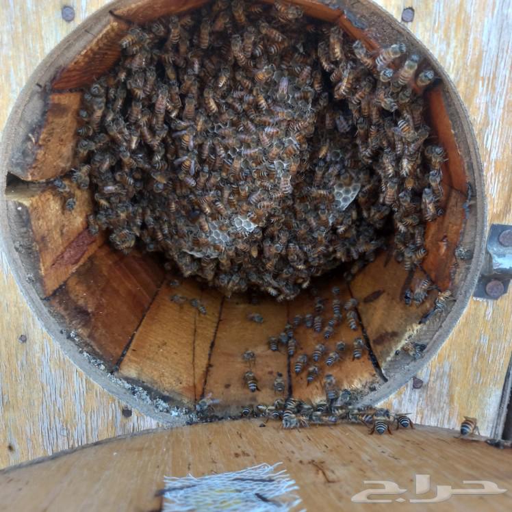 There is honeybee for sale, local healthy bees free from bee diseases in Dos Al Noomah.63161294379779112