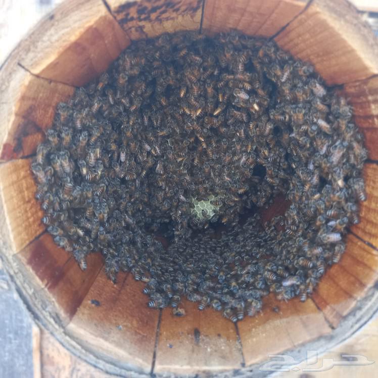 There is honeybee for sale, local healthy bees free from bee diseases in Dos Al Noomah.631612943797791128