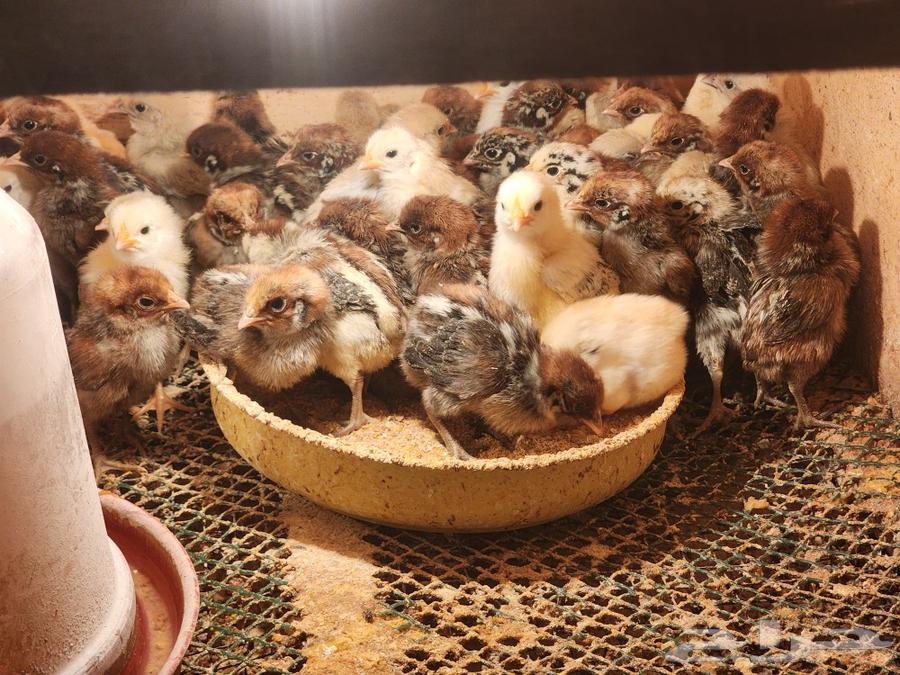 For sale: Chicken sauce, 250 grams63157192123905112