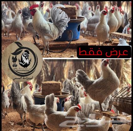 For sale: Chicken sauce, 250 grams63157192123905114