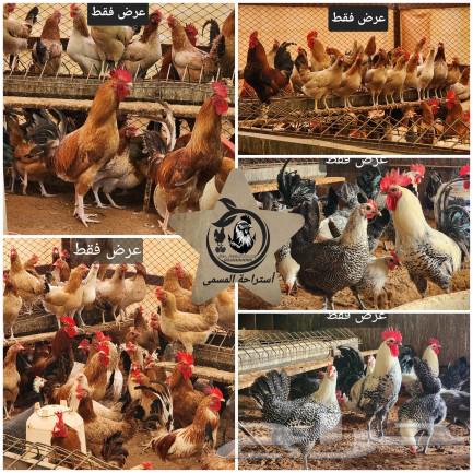 For sale: Chicken sauce, 250 grams63157192123905113