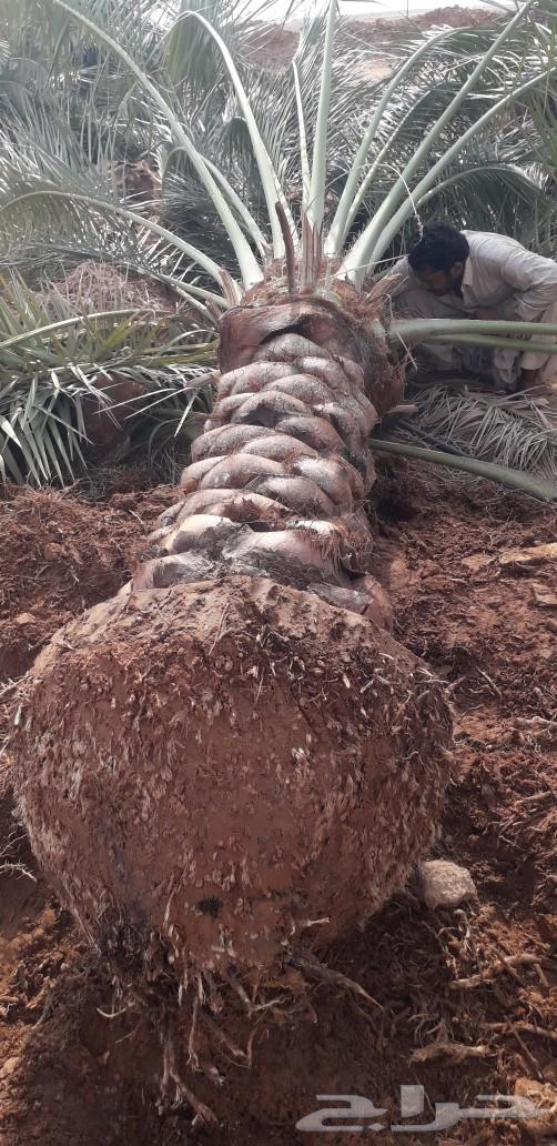 نخل للبيع جميع الانواع63157208043777112