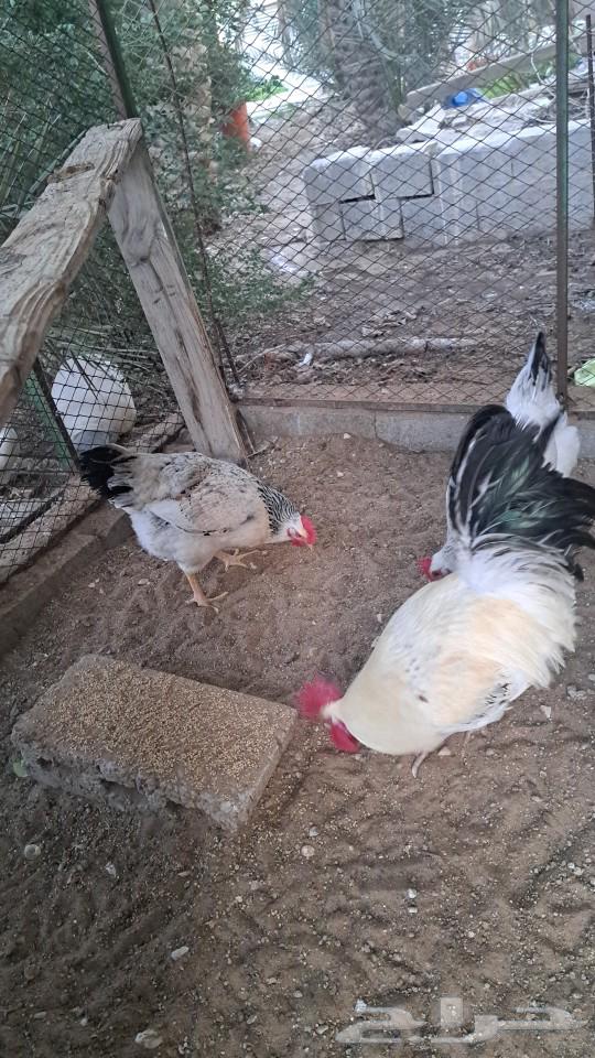 Chicken for sale, size as God wills, French Colombian63157650225153111