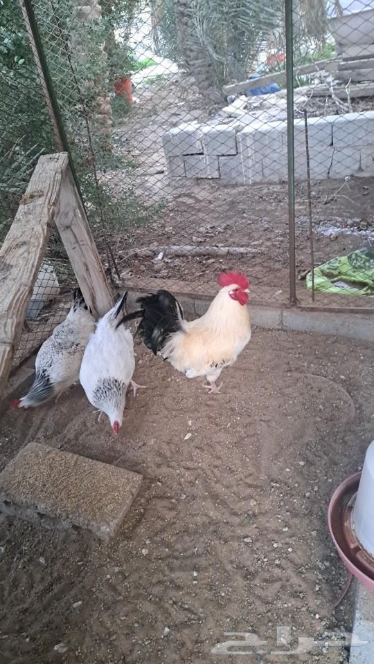 Chicken for sale, size as God wills, French Colombian63157650225153112
