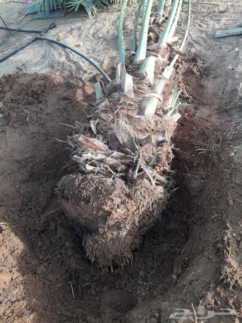 نخل للبيع جميع الانواع63157208043777111